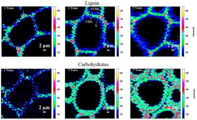 Understanding the Structural Changes of Lignin Macromolecules From Balsa Wood at Different Growth Stages